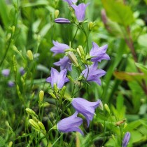 Campanula-rotundifolia-1 photographiée par Kevin Kavanagh  photographiée par Kevin Kavanagh