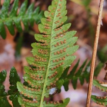 Dryopteris-marginalis-1 photographiée par Kevin Kavanagh  photographiée par Kevin Kavanagh