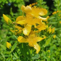 Great-St.-John_s-Wort photographiée par Kevin Kavanagh  photographiée par Kevin Kavanagh