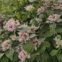 Hoary-Mountain-Mint photographiée par Kevin Kavanagh  photographiée par Kevin Kavanagh