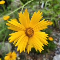 Lance-leaved-Coreopsis photographiée par Kevin Kavanagh  photographiée par Kevin Kavanagh