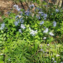virginia-bluebells photographiée par Kevin Kavanagh  photographiée par Kevin Kavanagh